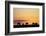 Cows at Sunset, Near Waimate, South Canterbury, South Island, New Zealand-David Wall-Framed Photographic Print