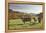 Cows, Autumn, Lindenfels (Town), Odenwald (Low Mountain Range), Hesse, Germany-Raimund Linke-Framed Premier Image Canvas