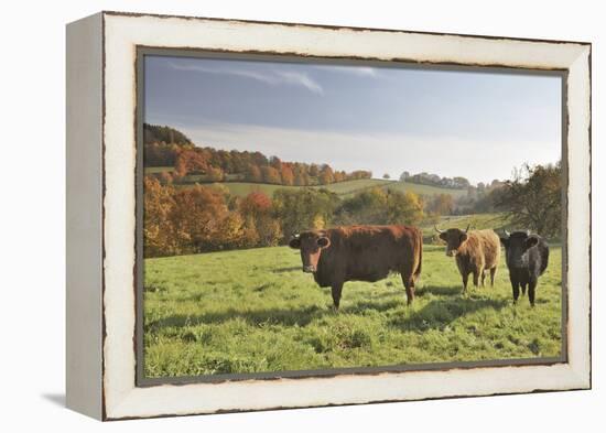 Cows, Autumn, Lindenfels (Town), Odenwald (Low Mountain Range), Hesse, Germany-Raimund Linke-Framed Premier Image Canvas