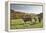 Cows, Autumn, Lindenfels (Town), Odenwald (Low Mountain Range), Hesse, Germany-Raimund Linke-Framed Premier Image Canvas