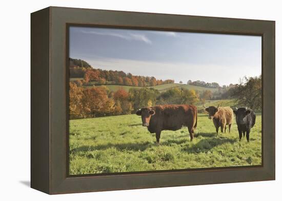 Cows, Autumn, Lindenfels (Town), Odenwald (Low Mountain Range), Hesse, Germany-Raimund Linke-Framed Premier Image Canvas