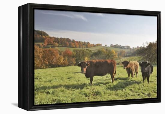 Cows, Autumn, Lindenfels (Town), Odenwald (Low Mountain Range), Hesse, Germany-Raimund Linke-Framed Premier Image Canvas