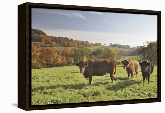 Cows, Autumn, Lindenfels (Town), Odenwald (Low Mountain Range), Hesse, Germany-Raimund Linke-Framed Premier Image Canvas