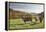 Cows, Autumn, Lindenfels (Town), Odenwald (Low Mountain Range), Hesse, Germany-Raimund Linke-Framed Premier Image Canvas