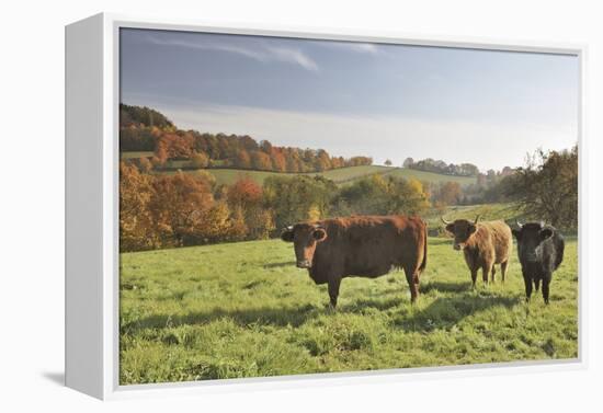 Cows, Autumn, Lindenfels (Town), Odenwald (Low Mountain Range), Hesse, Germany-Raimund Linke-Framed Premier Image Canvas