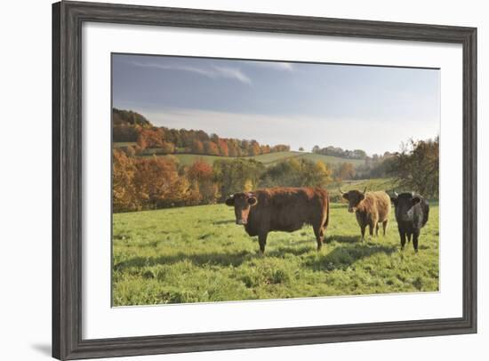 Cows, Autumn, Lindenfels (Town), Odenwald (Low Mountain Range), Hesse, Germany-Raimund Linke-Framed Photographic Print