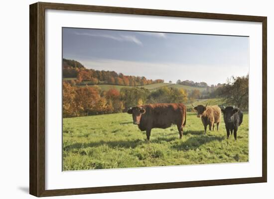 Cows, Autumn, Lindenfels (Town), Odenwald (Low Mountain Range), Hesse, Germany-Raimund Linke-Framed Photographic Print