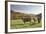Cows, Autumn, Lindenfels (Town), Odenwald (Low Mountain Range), Hesse, Germany-Raimund Linke-Framed Photographic Print