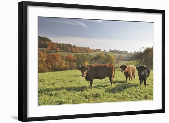 Cows, Autumn, Lindenfels (Town), Odenwald (Low Mountain Range), Hesse, Germany-Raimund Linke-Framed Photographic Print