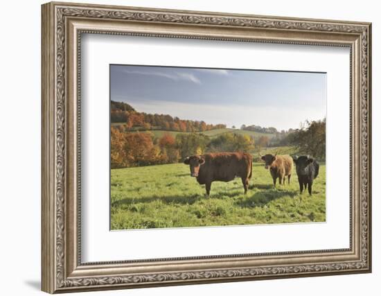 Cows, Autumn, Lindenfels (Town), Odenwald (Low Mountain Range), Hesse, Germany-Raimund Linke-Framed Photographic Print