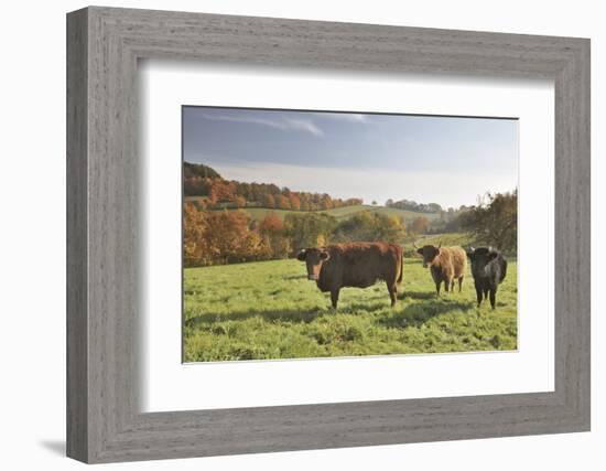 Cows, Autumn, Lindenfels (Town), Odenwald (Low Mountain Range), Hesse, Germany-Raimund Linke-Framed Photographic Print