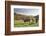 Cows, Autumn, Lindenfels (Town), Odenwald (Low Mountain Range), Hesse, Germany-Raimund Linke-Framed Photographic Print