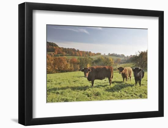 Cows, Autumn, Lindenfels (Town), Odenwald (Low Mountain Range), Hesse, Germany-Raimund Linke-Framed Photographic Print