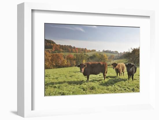 Cows, Autumn, Lindenfels (Town), Odenwald (Low Mountain Range), Hesse, Germany-Raimund Linke-Framed Photographic Print