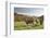 Cows, Autumn, Lindenfels (Town), Odenwald (Low Mountain Range), Hesse, Germany-Raimund Linke-Framed Photographic Print