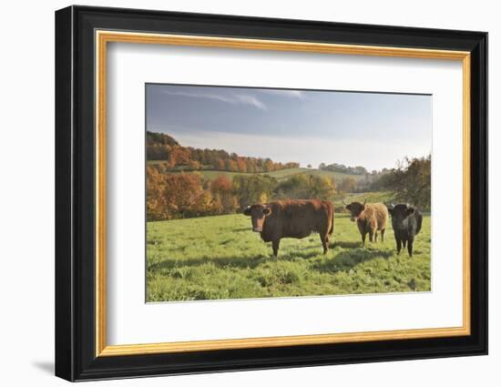 Cows, Autumn, Lindenfels (Town), Odenwald (Low Mountain Range), Hesse, Germany-Raimund Linke-Framed Photographic Print