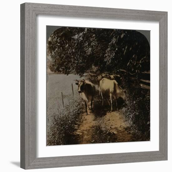 'Cows coming home up the lane at milking-time', c1900-Elmer Underwood-Framed Photographic Print