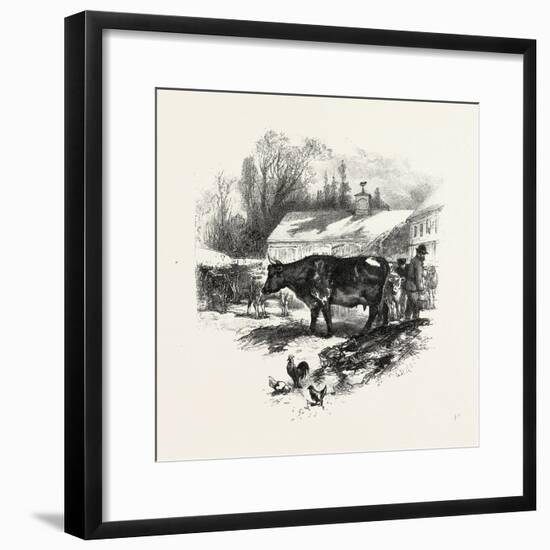 Cows, Farm, Canada, Nineteenth Century-null-Framed Giclee Print