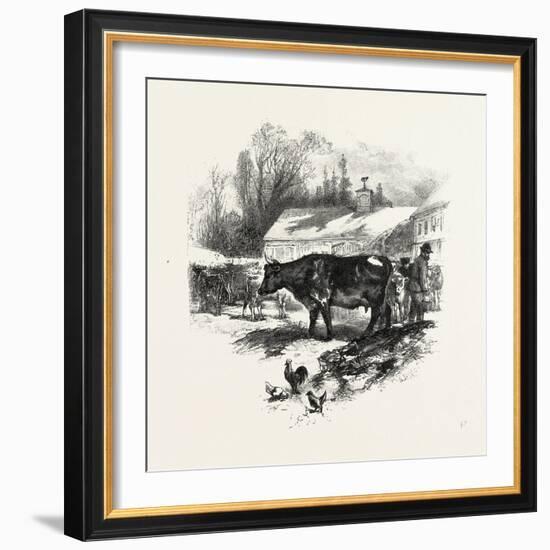 Cows, Farm, Canada, Nineteenth Century-null-Framed Giclee Print