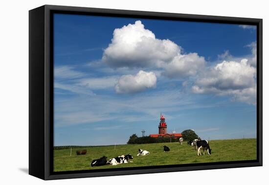 Cows Graze in Front of a Lighthouse in Bastorf, Germany-Bernd Wuestneck-Framed Stretched Canvas