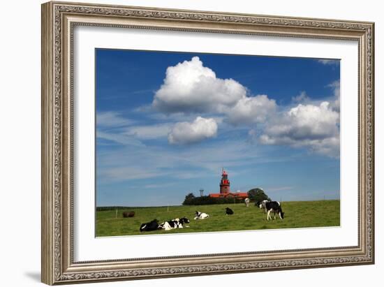 Cows Graze in Front of a Lighthouse in Bastorf, Germany-Bernd Wuestneck-Framed Photo