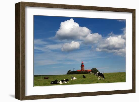 Cows Graze in Front of a Lighthouse in Bastorf, Germany-Bernd Wuestneck-Framed Photo