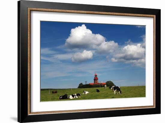 Cows Graze in Front of a Lighthouse in Bastorf, Germany-Bernd Wuestneck-Framed Photo