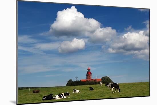 Cows Graze in Front of a Lighthouse in Bastorf, Germany-Bernd Wuestneck-Mounted Photo