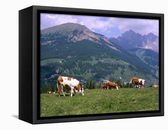 Cows Grazing at Monte Pana and Leodle Geisler Odles Range in Background, Dolomites, Italy-Richard Nebesky-Framed Premier Image Canvas
