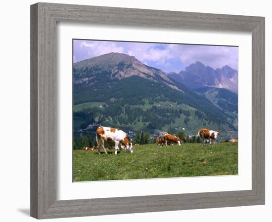 Cows Grazing at Monte Pana and Leodle Geisler Odles Range in Background, Dolomites, Italy-Richard Nebesky-Framed Photographic Print