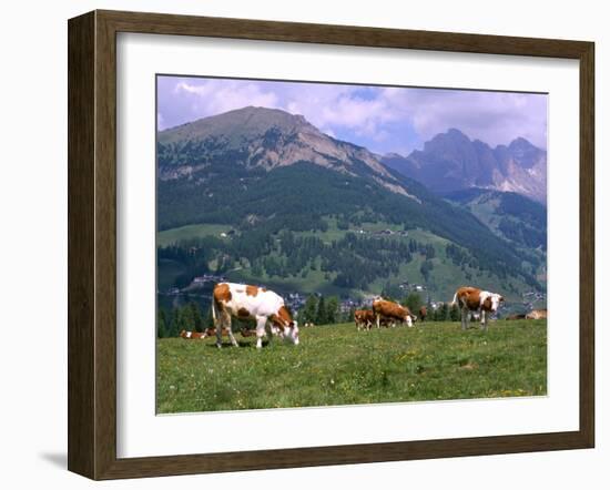 Cows Grazing at Monte Pana and Leodle Geisler Odles Range in Background, Dolomites, Italy-Richard Nebesky-Framed Photographic Print