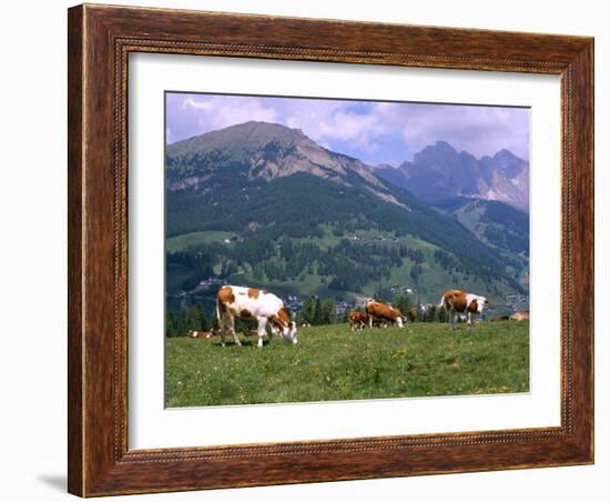 Cows Grazing at Monte Pana and Leodle Geisler Odles Range in Background, Dolomites, Italy-Richard Nebesky-Framed Photographic Print