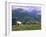 Cows Grazing at Monte Pana and Leodle Geisler Odles Range in Background, Dolomites, Italy-Richard Nebesky-Framed Photographic Print