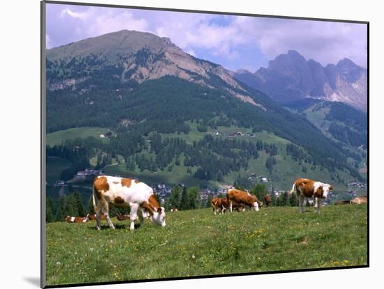 Cows Grazing at Monte Pana and Leodle Geisler Odles Range in Background, Dolomites, Italy-Richard Nebesky-Mounted Photographic Print