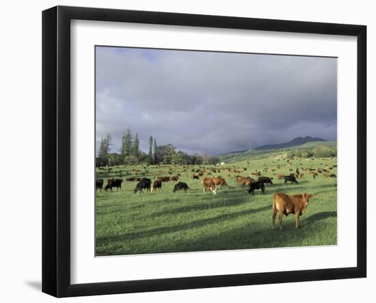 Cows Grazing in Lush Fields, Hana, Maui, Hawaii, USA-Merrill Images-Framed Photographic Print
