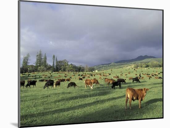 Cows Grazing in Lush Fields, Hana, Maui, Hawaii, USA-Merrill Images-Mounted Photographic Print