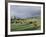 Cows Grazing in Lush Fields, Hana, Maui, Hawaii, USA-Merrill Images-Framed Photographic Print