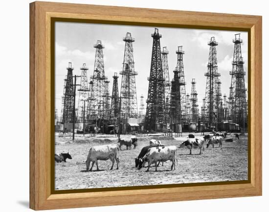 Cows Grazing near Oil Wells-null-Framed Premier Image Canvas