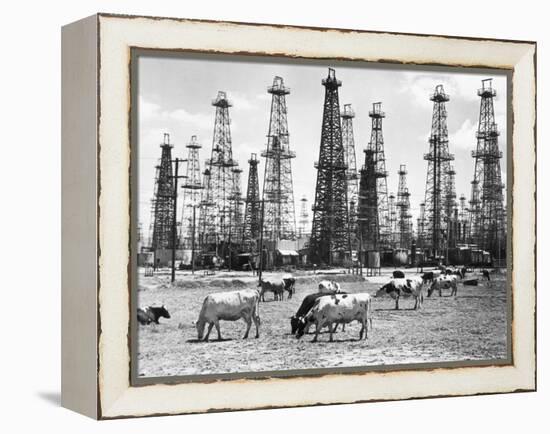 Cows Grazing near Oil Wells-null-Framed Premier Image Canvas