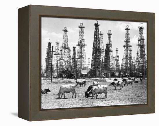Cows Grazing near Oil Wells-null-Framed Premier Image Canvas