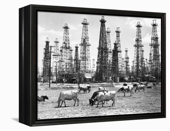 Cows Grazing near Oil Wells-null-Framed Premier Image Canvas