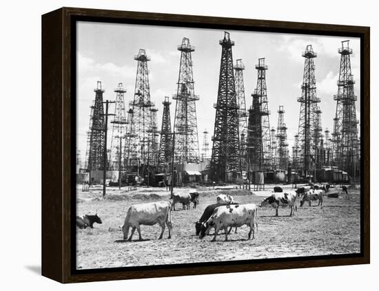 Cows Grazing near Oil Wells-null-Framed Premier Image Canvas