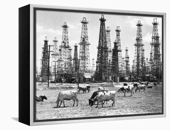 Cows Grazing near Oil Wells-null-Framed Premier Image Canvas