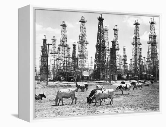 Cows Grazing near Oil Wells-null-Framed Premier Image Canvas