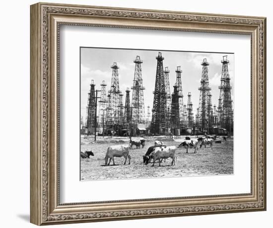 Cows Grazing near Oil Wells-null-Framed Premium Photographic Print