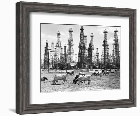 Cows Grazing near Oil Wells-null-Framed Premium Photographic Print