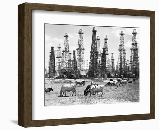 Cows Grazing near Oil Wells-null-Framed Premium Photographic Print