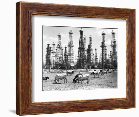 Cows Grazing near Oil Wells-null-Framed Premium Photographic Print