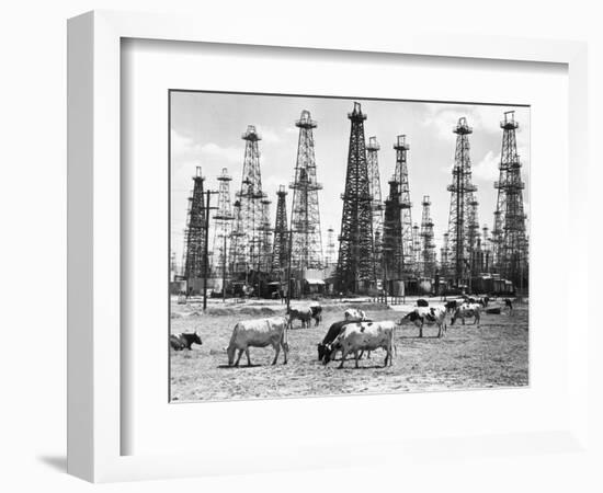 Cows Grazing near Oil Wells-null-Framed Premium Photographic Print