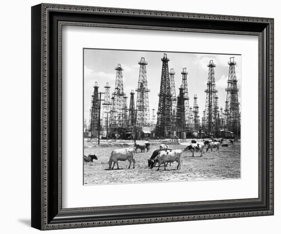 Cows Grazing near Oil Wells-null-Framed Premium Photographic Print